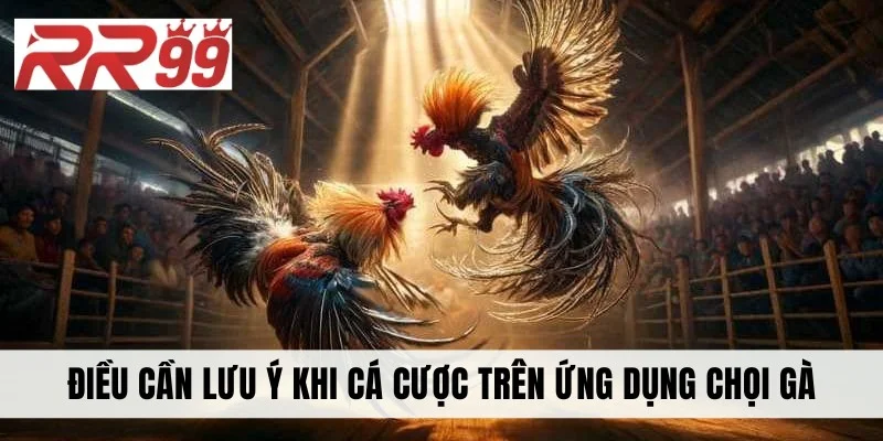 Điều cần lưu ý khi cá cược trên ứng dụng chọi gà