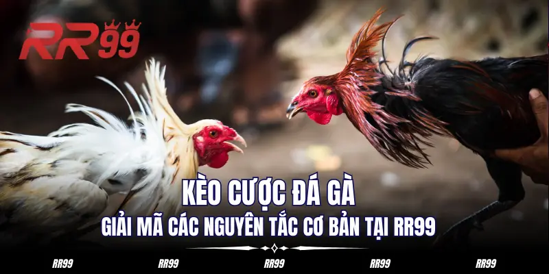 Kèo Cược Đá Gà - Giải Mã Các Nguyên Tắc Cơ Bản Tại RR99