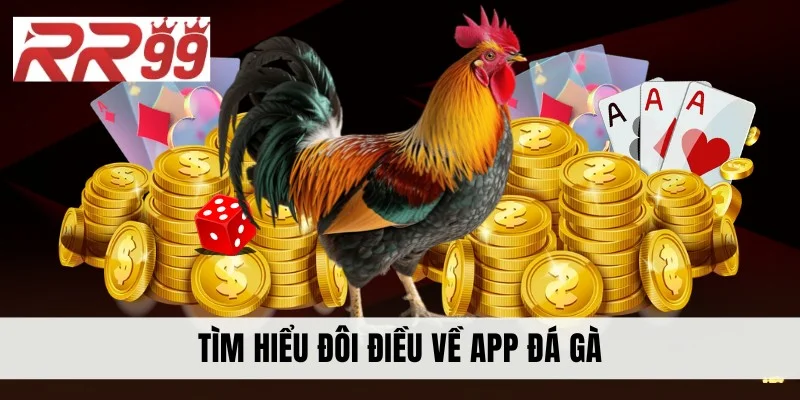 Tìm hiểu sơ lược về đá gà C1 Châu Âu