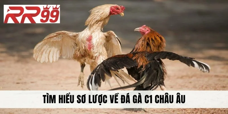 Tìm hiểu sơ lược về đá gà C1 Châu Âu